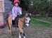 Adorable dun children's pony