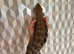 Friendly Northern Australian Blue Tongue Skink For Sale.