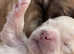 Hypoallergenic teddy puppies looking for new paw pad