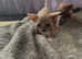 Canadian sphynx
