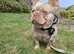Stud Kc registered isabella new shade French bulldog