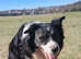 Stud long hair border collie dog stud fee £500.00