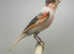 Harlequin canaries