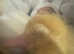 ALL SOLD !! Cherry Valley / white campbell ducklings