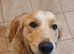 2 CHUNKY GOLDEN RETRIEVER PUPPYS