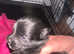 Coton De Tulear / Pomeranian  Puppies