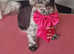 FULLY QUALIFIED PROFESSIONAL 1:1 DOG GROOMING SERVICE
