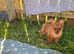 Minature Pomeranian for New Home - £850