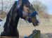 Super project mare