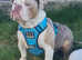 Male Olde English Bulldogge
