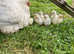 Lavender bantams