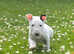 3outstanding Bullterrier males