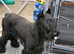 Giant schnauzer