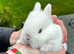 2 x netherland dwarf rabbits for sale