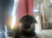 4 beautiful German shepherd puppies