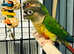 Beautiful baby yellow sided conure Talking parrot