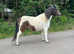 Shetland gelding