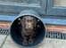 Last Boy in Stunning Health Tested Home Bred Litter
