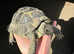 Marginated tortoise (Male)