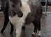 British Minature Horse