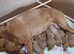 Labrador Fox Red Puppies for sale.