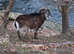 Pair of Soay Sheep wethers rare breed