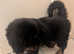 TIBETAN MASTIFF PUPPY FEMALE