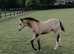 Stunning welsh A colt foal