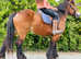 Gorgeous 15.2 Ardennes riding mare