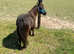 Beautiful Falabella Companion Mare For Sale