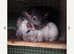 Male and female chinchillas for sale