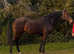 Extremely Talented Mare
