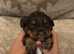 Cocker spaniels for sale