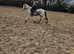 Blue white 13.1 /2 hh mare