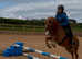 Registered Welsh c gelding fun all rounder