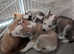 Siberian Husky Puppies