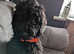 Irish doodle puppy