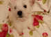 West Highland terrier puppies