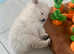 Pomeranian boy white Fluffy small march 2024