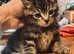 Full Breed Maine Coons Kitten Boy in Orpington