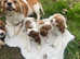 3 adorable little cavaliers available
