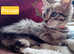 American Curl bengal ragdoll mix