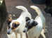 Fox terrier for rehome