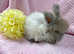 Beautiful Angora girl available
