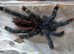 Sub adult Aviculario Boa Vista - The Boa Vista Pink Toe Tarantula