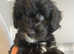 Cockapoo puppies ready now