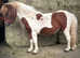 2yo gelding chestnut n white