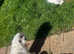 3 Male Puppies