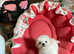 Paris Bichon Puppy