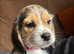 Beautiful Cavapoo x Beagle